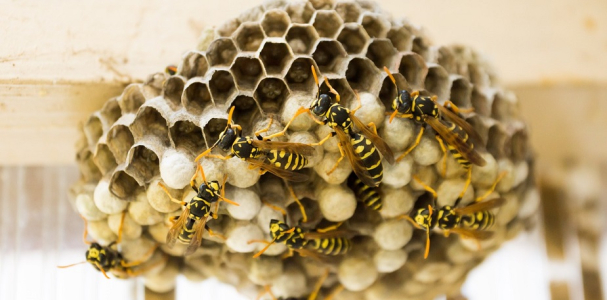 ongedierte voorkomen