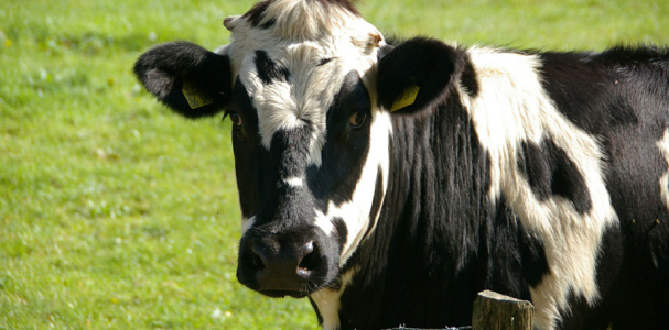 Isabelland, Robertaland en Gradaland