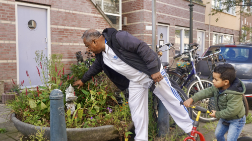 Sital planten