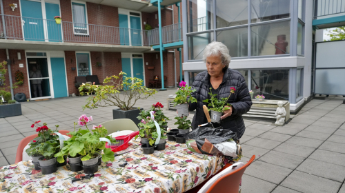 Mevrouw in de tuin de bloemen aan het verzorgen.