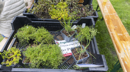 Plantjes voor in de plantenbakken