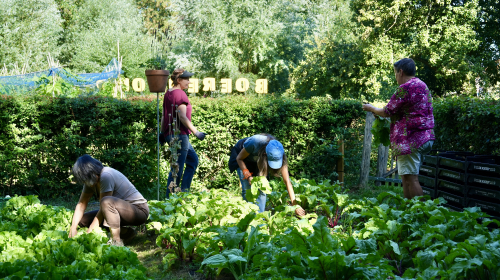 Vrijwilligers van het Boerendorp aan het werk in de tuin