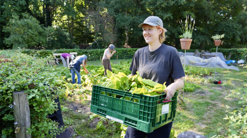 Vrijwilliger in de moestuin met een krat groente in haar handen