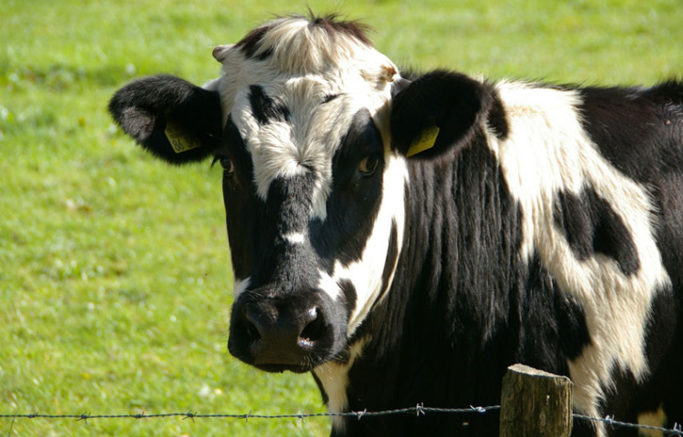 Isabelland, Robertaland en Gradaland