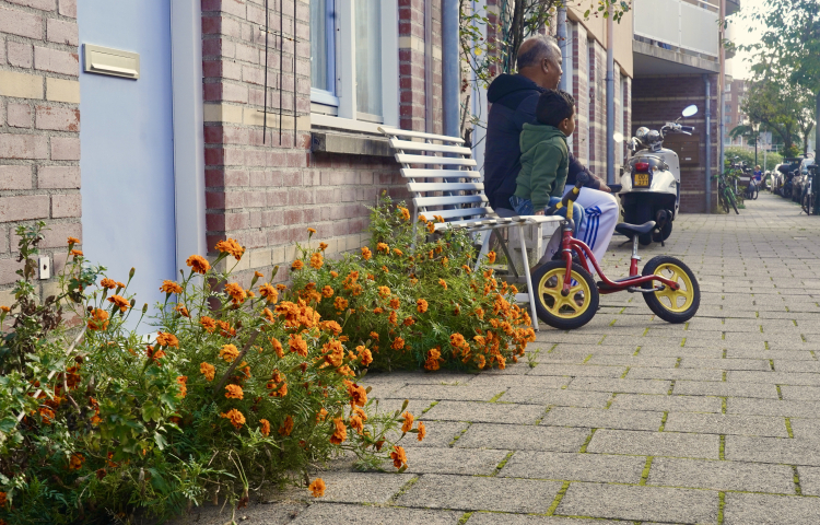 Sital planten