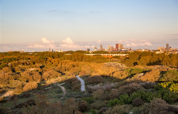Kijkduin vanuit de duinen