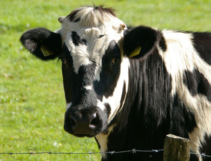 Isabelland, Robertaland en Gradaland
