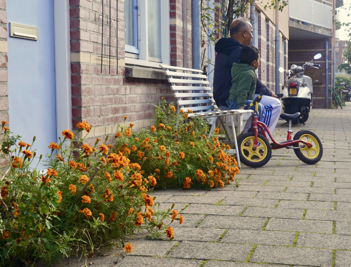 Sital planten